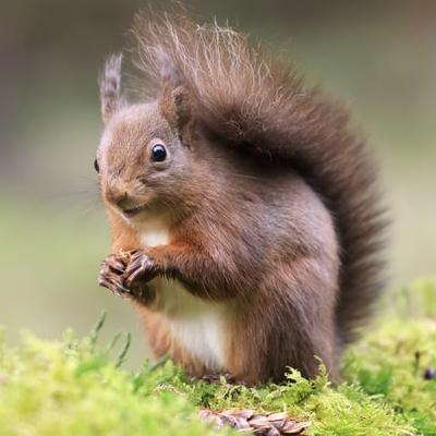 Grey Squirrels In Ireland: How Did They Get Here?