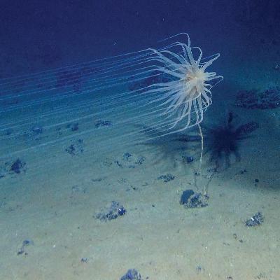 C&EN Uncovered: The ocean floor is littered with valuable minerals. Should we go get them?