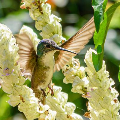 The Iq' Trecena (15th - 27th December 2025) The Iq' Trecena (15th - 27th December 2025)