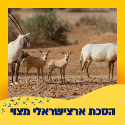 ראמים