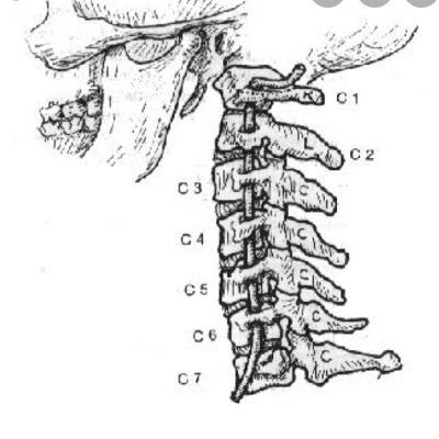 Episodio 4. Biomecanica Cervical. Episodio 4. Biomecanica Cervical.