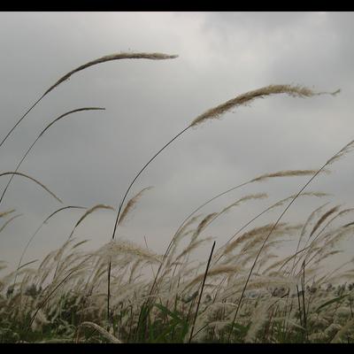 #6. Hiu hiu gió bấc --- Nguyễn Ngọc Tư