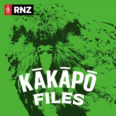 Kākāpō - night parrot Kākāpō - night parrot
