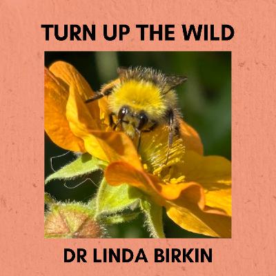 Episode 355: Turn Up The Wild