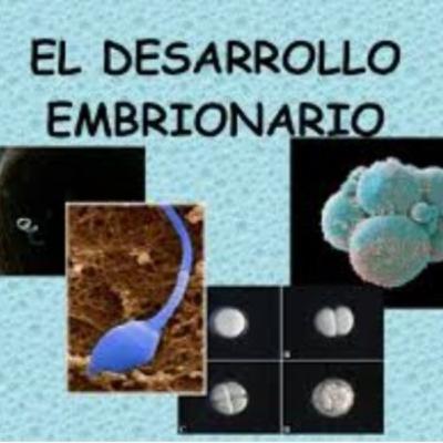 Desarrollo embrionario