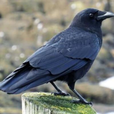 Birds in Horror Films Part 1 - Birds Used as Portents of Death Birds in Horror Films Part 1 - Birds Used as Portents of Death