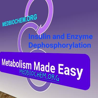 Insulin and Enzyme Dephosphorylation