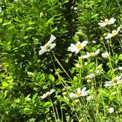 目的は果たせてるやん【朝さんぽ10分】