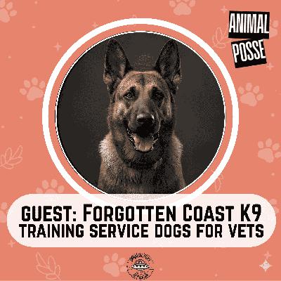 Trick for Treat: Training Service Dogs for Veterans