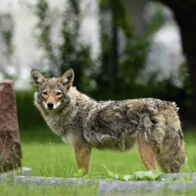 The coyotes next door: What we get wrong about America's 'song dog' The coyotes next door: What we get wrong about America's 'song dog'