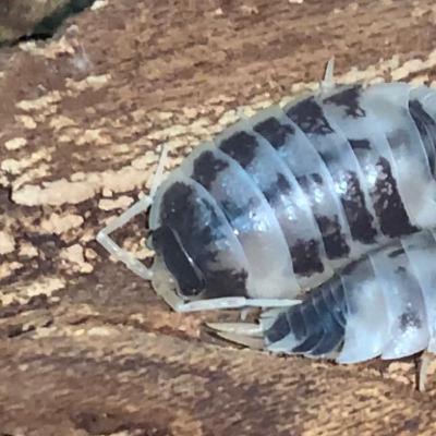 Brandt’s Pet Paradise Episode 1: Keeping Isopods