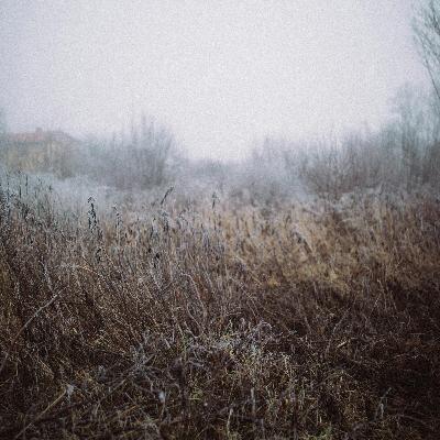 Lawn Aeration and Weed Control: Best Practices Explored