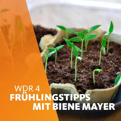 Frühlingstipps mit Biene Mayer: Vorziehen