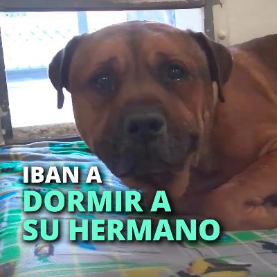 Iban a dormir a su hermano, esta fue su carita al enterarse