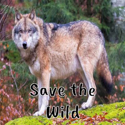 Save the Wild Episode 1