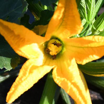 Episode 1: Great Georgia Pollinator Census—Becky Griffin
