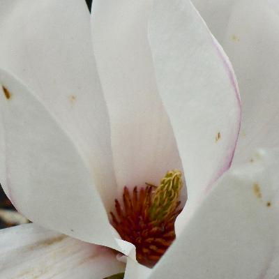 Imbolg-Lichtmess-holy Brigid Imbolg-Lichtmess-holy Brigid