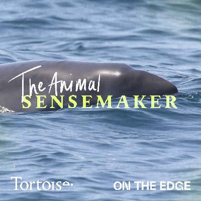 Dwarf sperm whale: escape artists