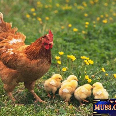 Mơ thấy gà: Giải mã những ý nghĩa và con số may mắn