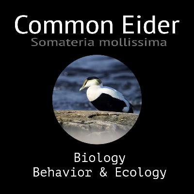 Common Eider - Biology, Behavior and Ecology