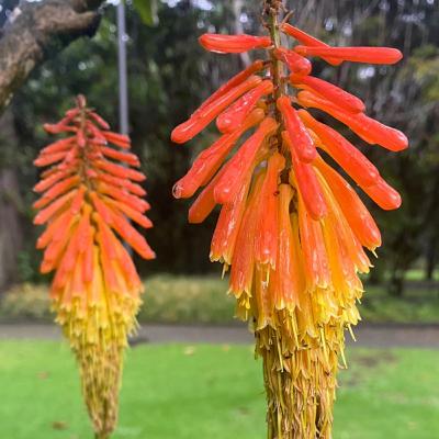 ゼミ生活動シリーズ第二弾 : 南米コロンビア･ロスアンデス大学研修報告