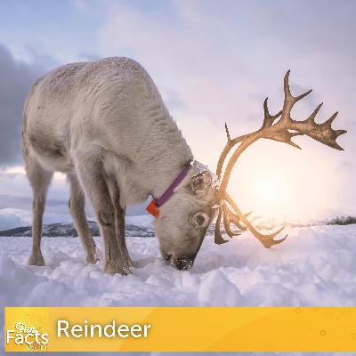 Fun Facts About Reindeer