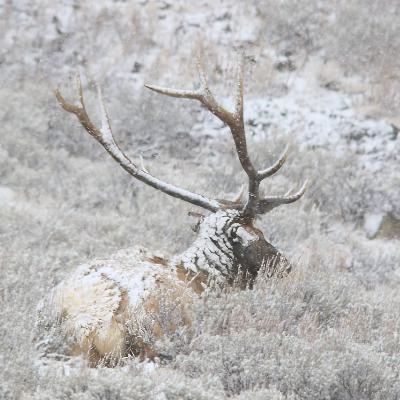 This Week in Yellowstone: January 1st to January 7th, 2026