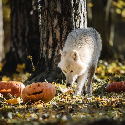 A la découverte du seul parc animalier belge situé en pleine nature, des Bigs Five européens et des superbes histoires d'Etienne