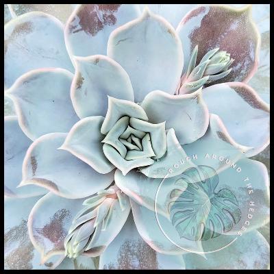 EP100-Houseplant Trivia