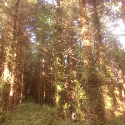 #8 I pray thee, gentle mortal, sing again