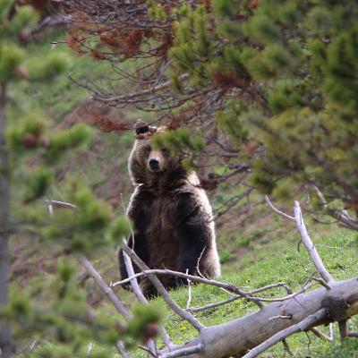 This Week in Yellowstone: May 29th to June 4th, 2025