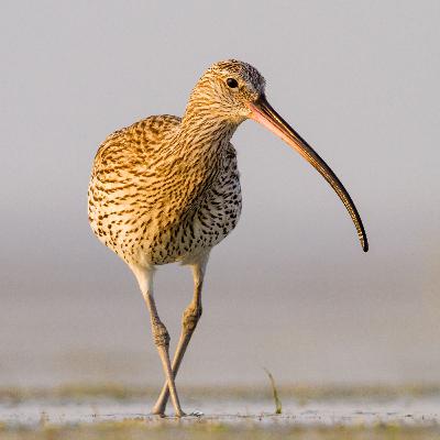 She Walked 500 Miles for a Bird Under Threat