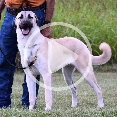 Dogs Guarding Livestock Dogs Guarding Livestock