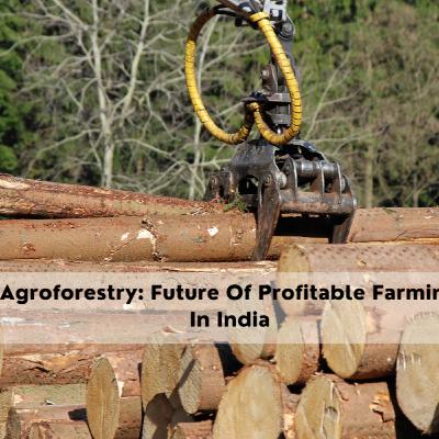 Agroforestry: Future Of Profitable Farming In India
