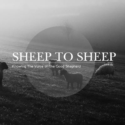 Sheep To Sheep - Knowing The Voice of The Good Shepherd Sheep To Sheep - Knowing The Voice of The Good Shepherd