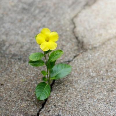 Re-Emergence Re-Emergence