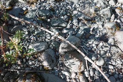 Atlant(is) Atlant(is)