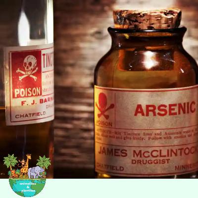 EP11 Los regalos tóxicos de la naturaleza