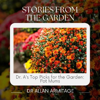 Dr. A's Top Picks for the Garden: Pot Mums Dr. A's Top Picks for the Garden: Pot Mums