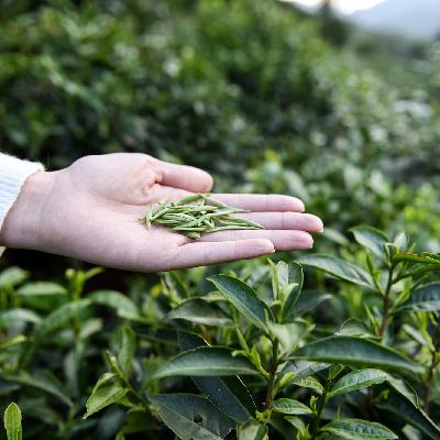 茶友远方来 | 如何看待茶圈鄙视链怪像