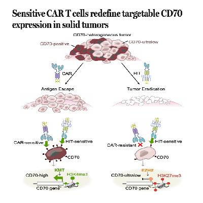 701-Redefining Targetable CD70 Expression with HIT T Cells 701-Redefining Targetable CD70 Expression with HIT T Cells