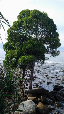 Protecting Mangroves, Guardians of the Coasts and Planet