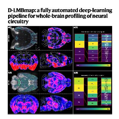 605-D-LMBmap: Automated Pipeline for Whole-Brain Mapping