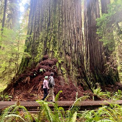Visit world's largest trees with trip to the Grove of the Titans (repost) Visit world's largest trees with trip to the Grove of the Titans (repost)