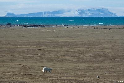 Время Арктики