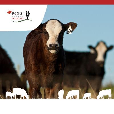 Episode 72: Cracking the Code on Grazing Management Episode 72: Cracking the Code on Grazing Management