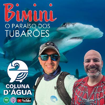 49 - Bimini: como é mergulhar com o tubarão martelo gigante