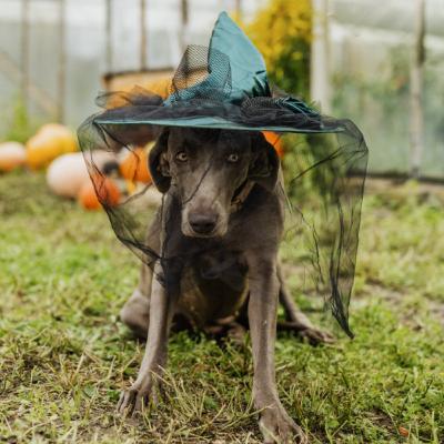 Mascotas Sobrenaturales y Fantásticas