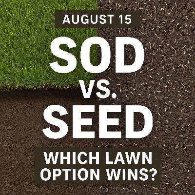 Sod vs. Seed: The Lawn Showdown Every Homeowner Needs to Hear