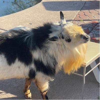 Goat Coffee π βοΈ Police Criminal Records Employment Utah Arizona Family Roles Lawyers Who Lie For $$ Goat Coffee π βοΈ Police Criminal Records Employment Utah Arizona Family Roles Lawyers Who Lie For $$